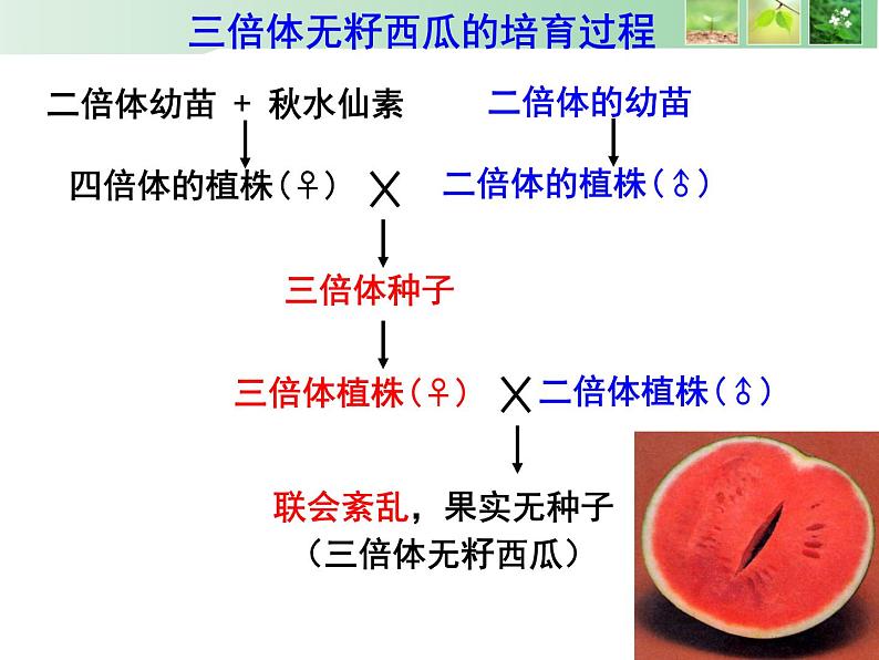 高中人教版生物必修二课件：第5章 第2节《染色体变异》课时 2课件（共15 张PPT）07