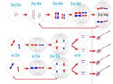 高中人教版生物必修二课件：第2章 第1节《减数分裂与受精作用》课时 2课件（共16 张PPT）