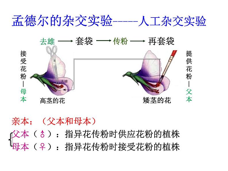 高中人教版生物必修二课件：第1章 第1节《孟德尔豌豆杂交（一）》课件（共31 张PPT）08