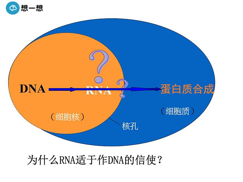 高中人教版生物必修二课件：第4章 第1节《基因指导蛋白质的合成》课时 1课件（共32 张PPT）06