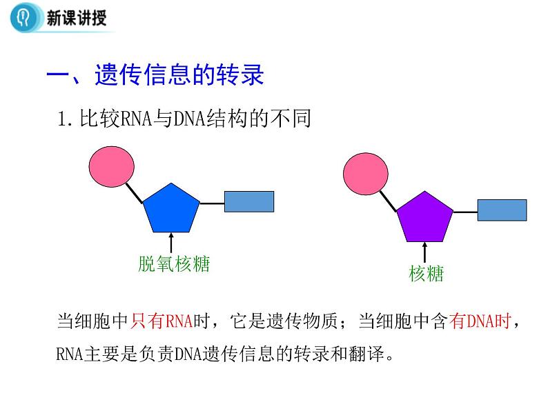 高中人教版生物必修二课件：第4章 第1节《基因指导蛋白质的合成》课时 1课件（共32 张PPT）07