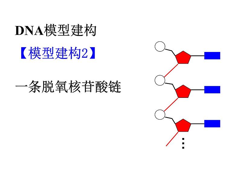 高中人教版生物必修二课件：第3章 第2节《DNA分子结构》课件（共43 张PPT）08