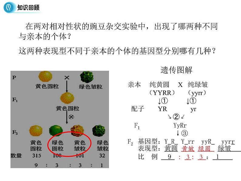 高中人教版生物必修二课件：第6章 第1节《杂交育种与诱变育种》课件（共26张PPT）04