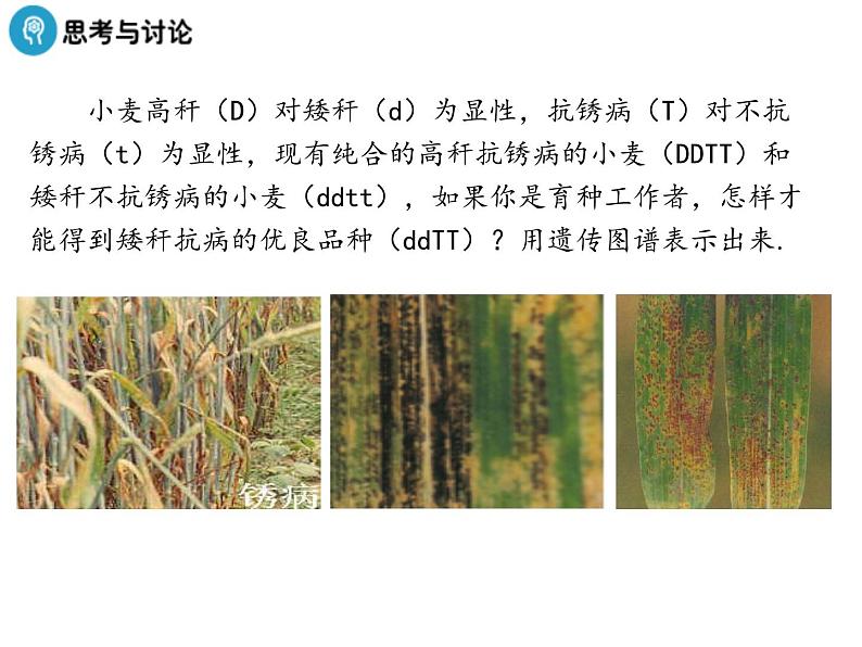 高中人教版生物必修二课件：第6章 第1节《杂交育种与诱变育种》课件（共26张PPT）05