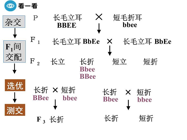 高中人教版生物必修二课件：第6章 第1节《杂交育种与诱变育种》课件（共26张PPT）08