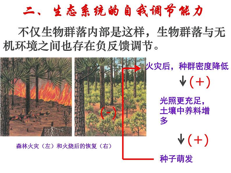 人教版高二生物必修3课件：5.5 生态系统的稳定性 （共37张PPT）03