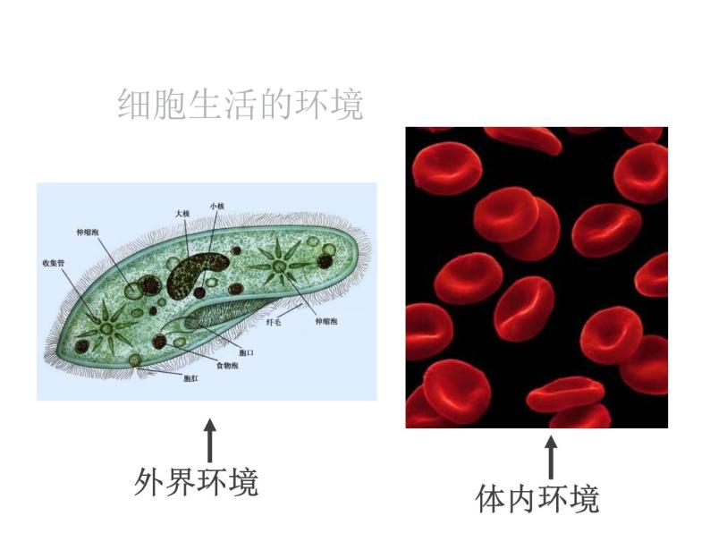 细胞生活的环境(细胞生活的环境教案)