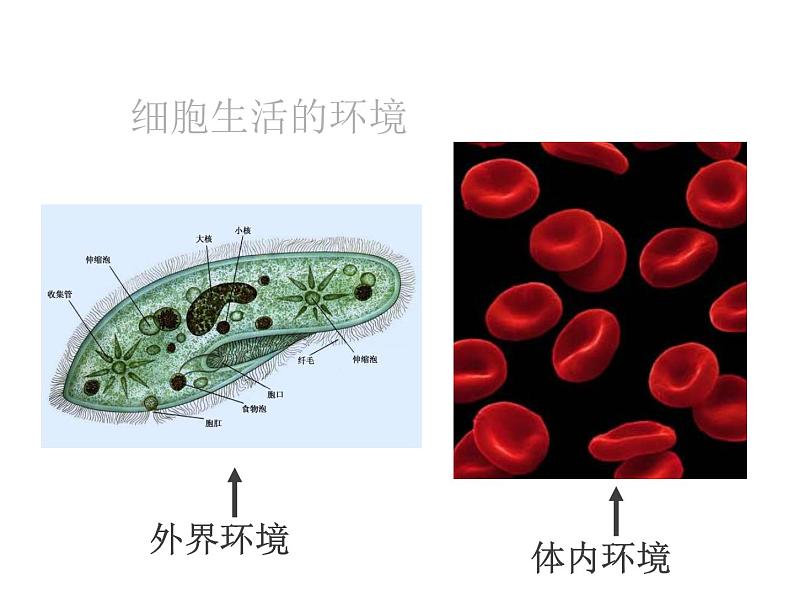 人教版高二生物必修3课件：1.1细胞生活的环境102