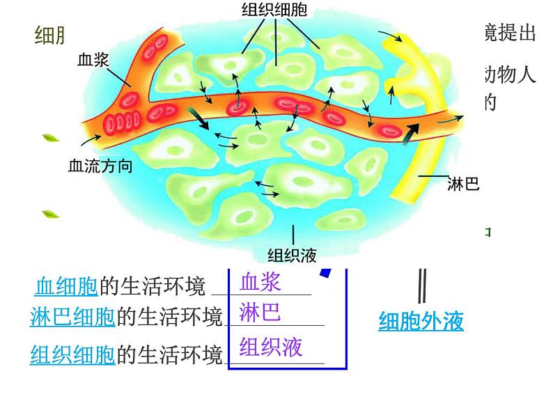 人教版高二生物必修3课件：1.1细胞生活的环境104