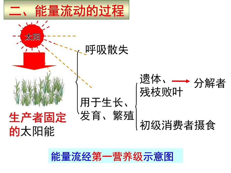 5.2 生态系统的能量流动 课件08