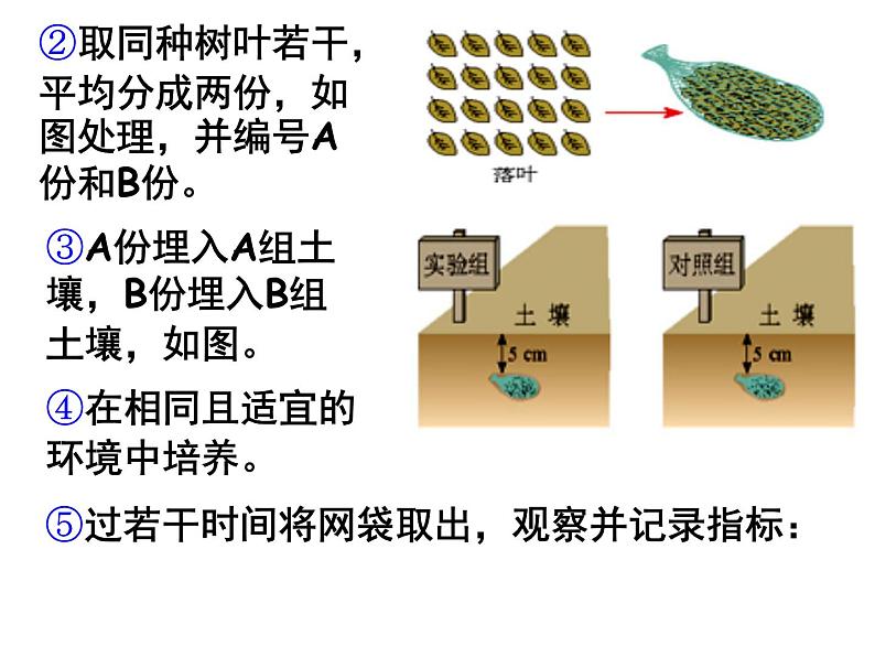 5.3-探究 土壤微生物的分解作用 课件04