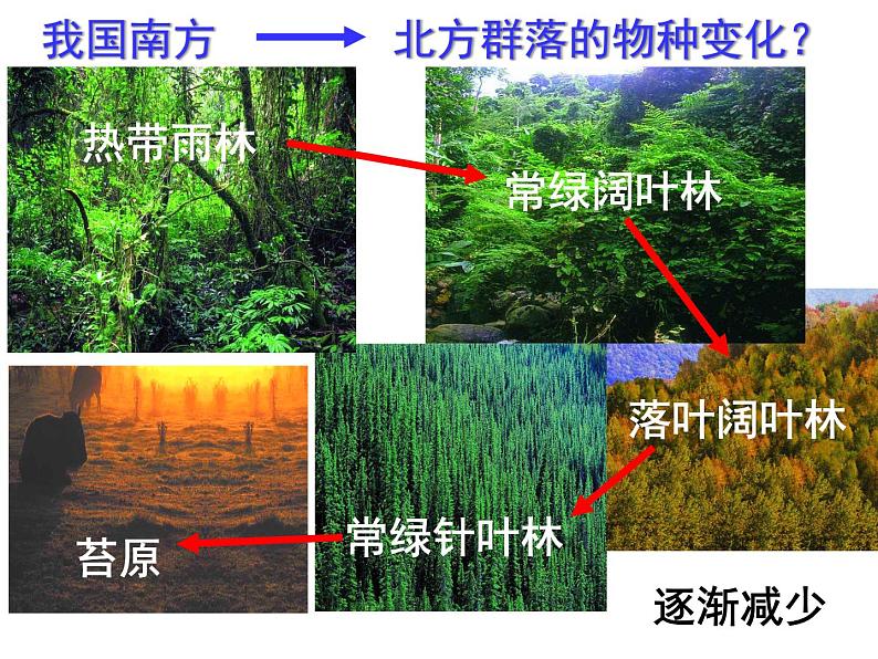 4.3 群落的结构 课件07