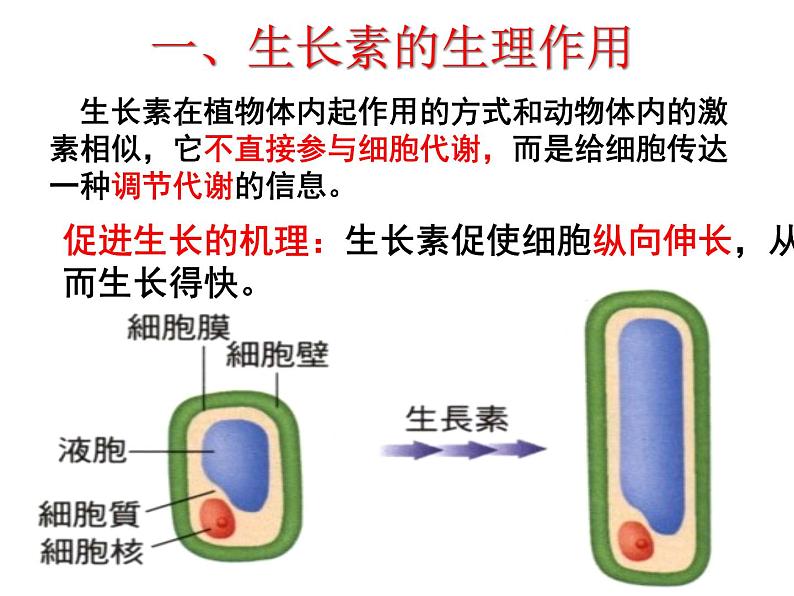 3.2 植物生长素的生理作用(1) 课件05