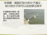 4.1被动运输 课件
