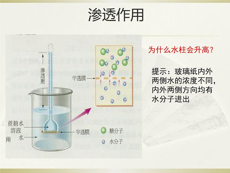 4.1被动运输 课件第6页