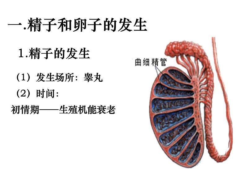 人教版高中生物选修三专题三3.1体内受精和早期胚胎发育课件共29张PPT05