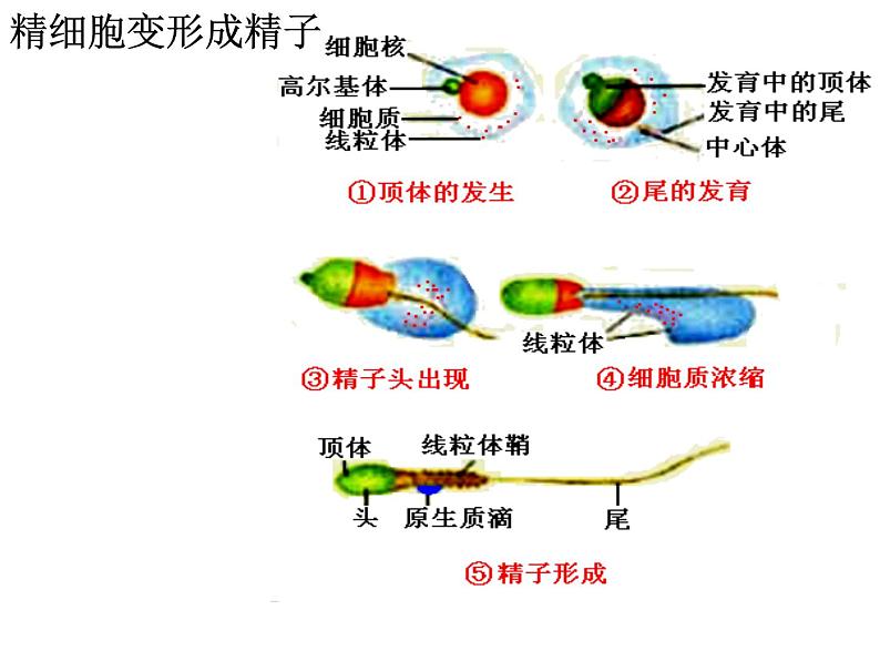 人教版高中生物选修三专题三3.1体内受精和早期胚胎发育课件共29张PPT07