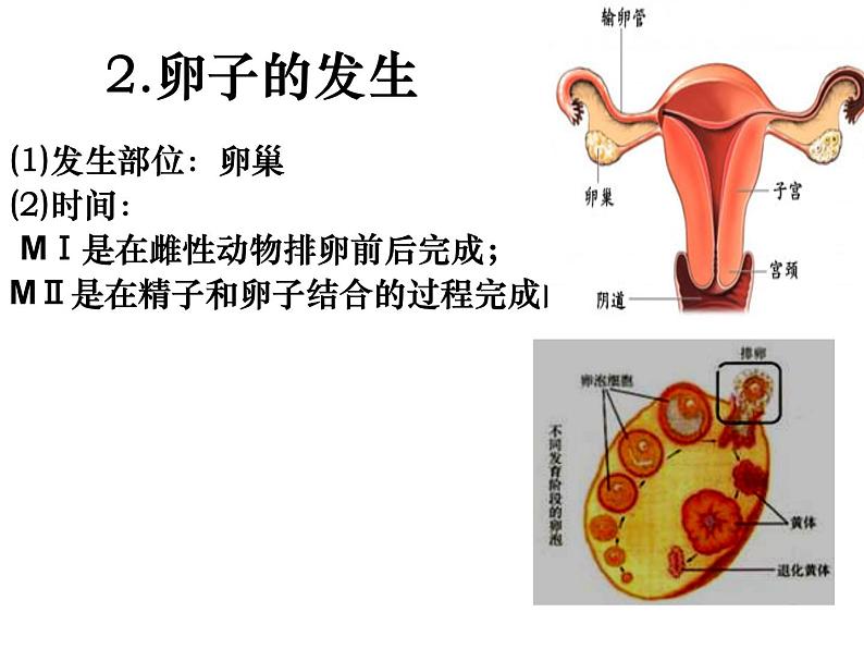 人教版高中生物选修三专题三3.1体内受精和早期胚胎发育课件共29张PPT08