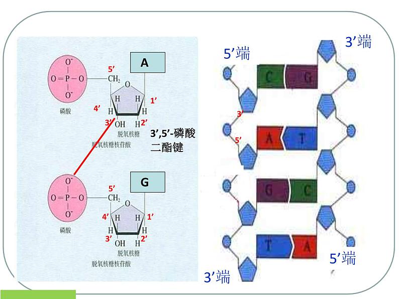 人教版生物选修三专题一 基因工程 课件（共19张PPT）海南省文昌中学-韩冰茹（共19张PPT）06