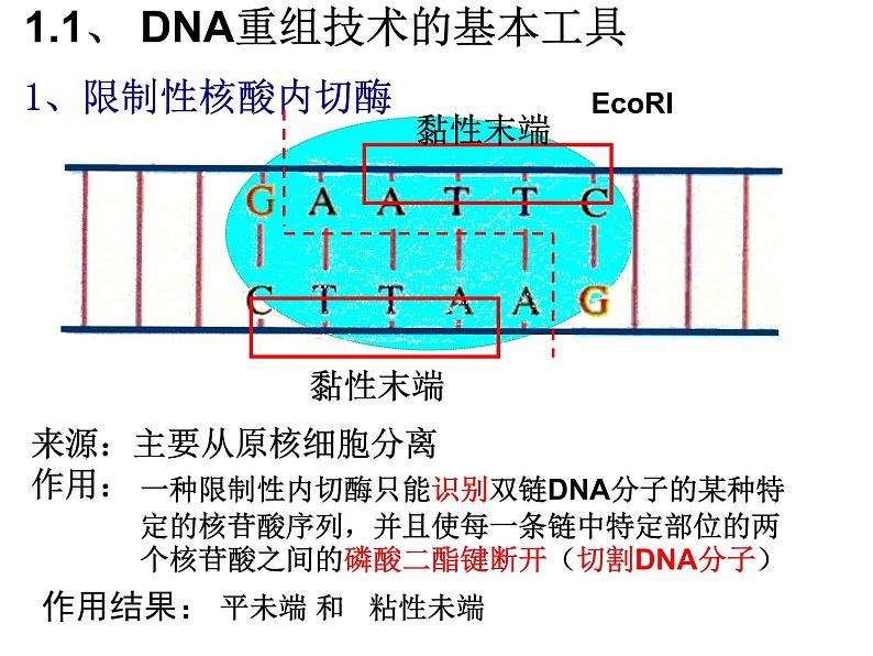 人教版生物选修三专题一 基因工程 课件（共19张PPT）海南省文昌中学-韩冰茹（共19张PPT）07