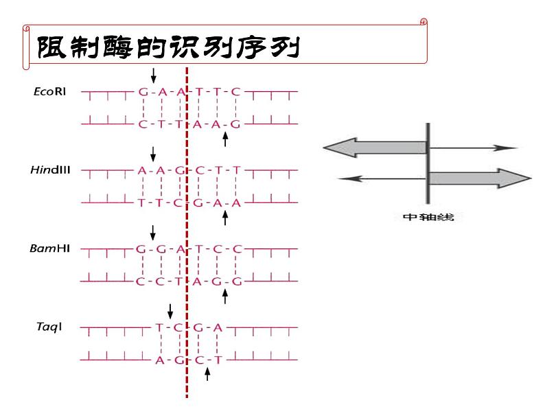 人教版生物选修三专题一 基因工程 课件（共19张PPT）海南省文昌中学-韩冰茹（共19张PPT）08