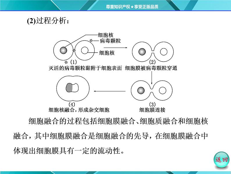 人教版选修3课件 第1部分 专题2 2.2 2.2.2 动物细胞融合与单克隆抗体08