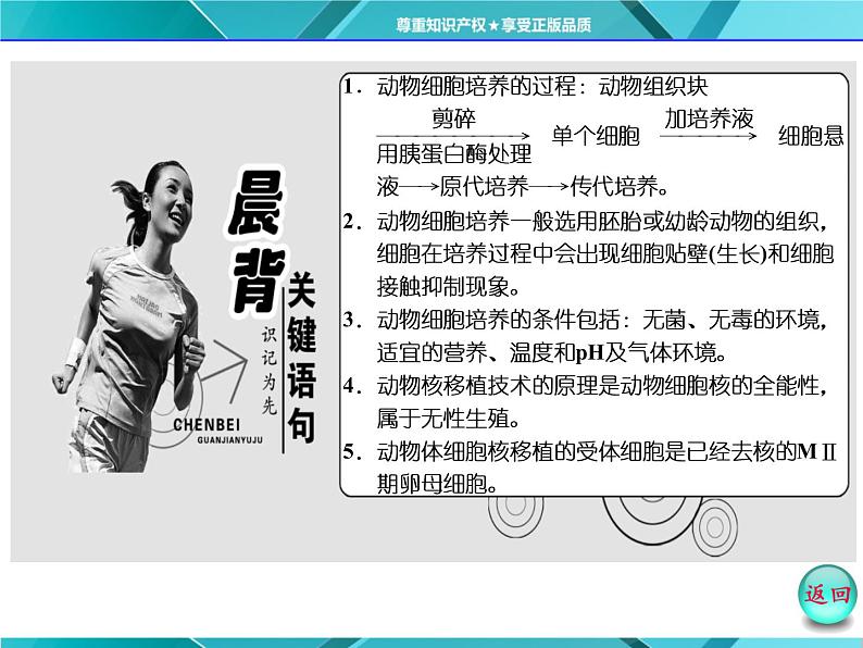 人教版选修3课件 第1部分 专题2 2.2 2.2.1 动物细胞培养和核移植技术03