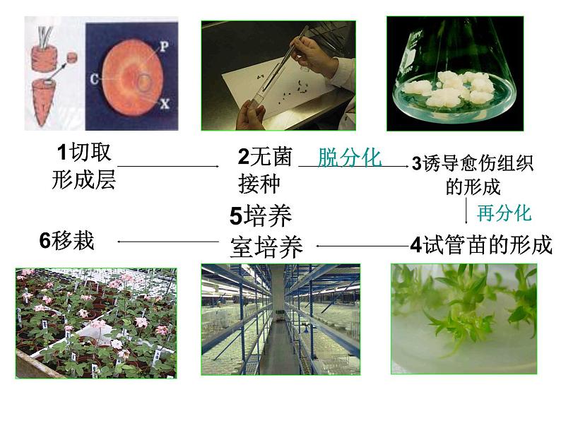 专题2细胞工程2.1 课件07