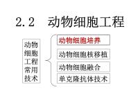 人教版 (新课标)选修3《现代生物科技专题》专题2 细胞工程综合与测试图片ppt课件