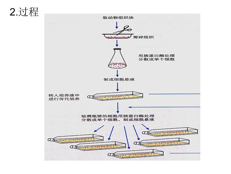 专题2细胞工程稿 课件03