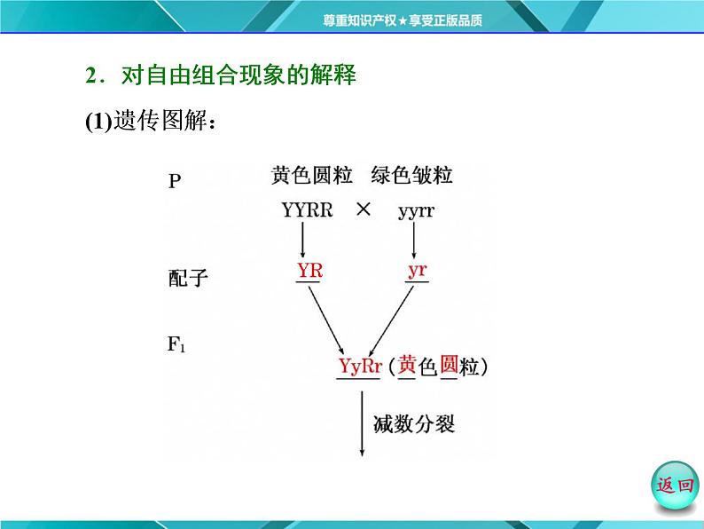 人教版必修2课件 第1章 第2节 孟德尔胡豌豆杂交试验(二)06