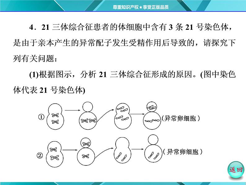 人教版必修2课件 第5章 第3节 人类遗传病05