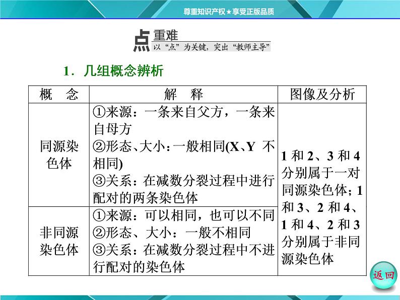 人教版必修2课件 第2章 第1节 第1课时 减数分裂与精子的形成过程第8页