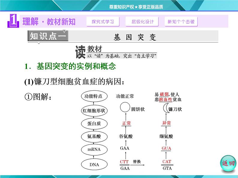 人教版必修2课件 第5章 第1节 基因突变和基因重组第3页