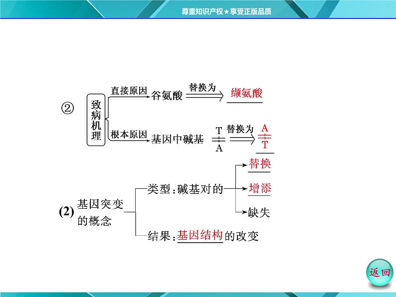 人教版必修2课件 第5章 第1节 基因突变和基因重组第4页