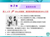 人教版必修2课件 第3章 第3、4节 DNA的复制 基因是有遗传效应的DNA片段