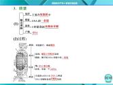 人教版必修2课件 第4章 第1节 基因指导蛋白质的合成