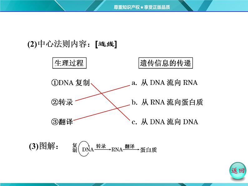 人教版必修2课件 第4章 第2节 基因对性状的控制04