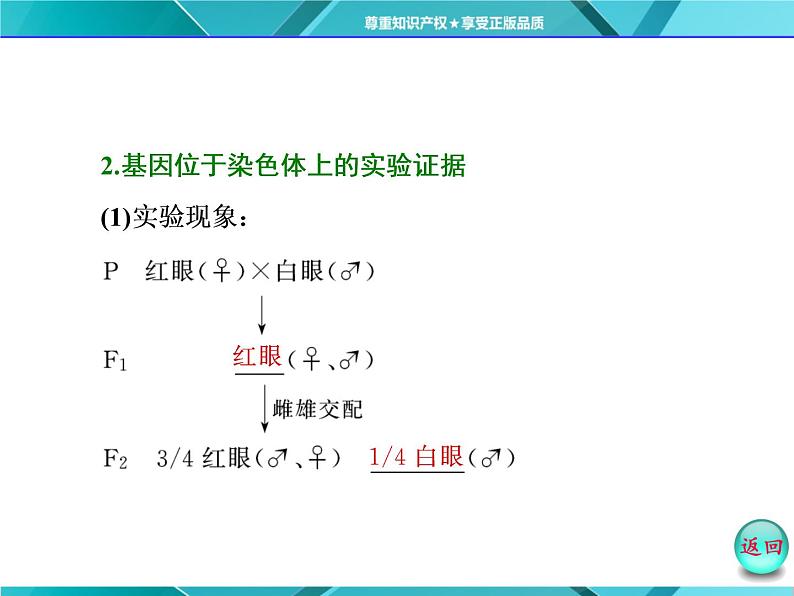 人教版必修2课件 第2章 第2节 基因在染色体上05