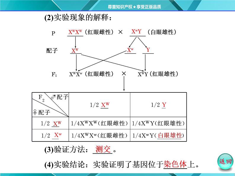 人教版必修2课件 第2章 第2节 基因在染色体上06