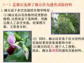 高中人教版生物必修2教学课件：1.1 孟德尔的豌豆杂交实验（一）1