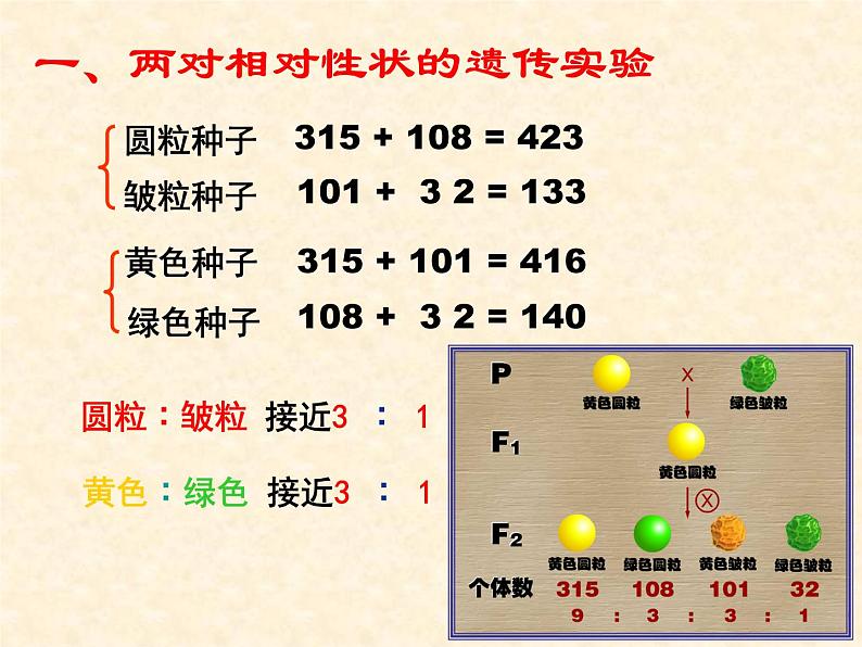 高中人教版生物必修2教学课件：1.2 孟德尔的豌豆杂交实验（二）203