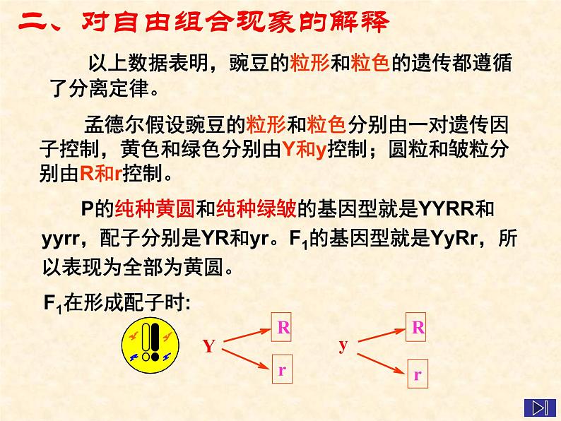 高中人教版生物必修2教学课件：1.2 孟德尔的豌豆杂交实验（二）204