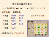 高中人教版生物必修2教学课件：1.2 孟德尔的豌豆杂交实验（二）2
