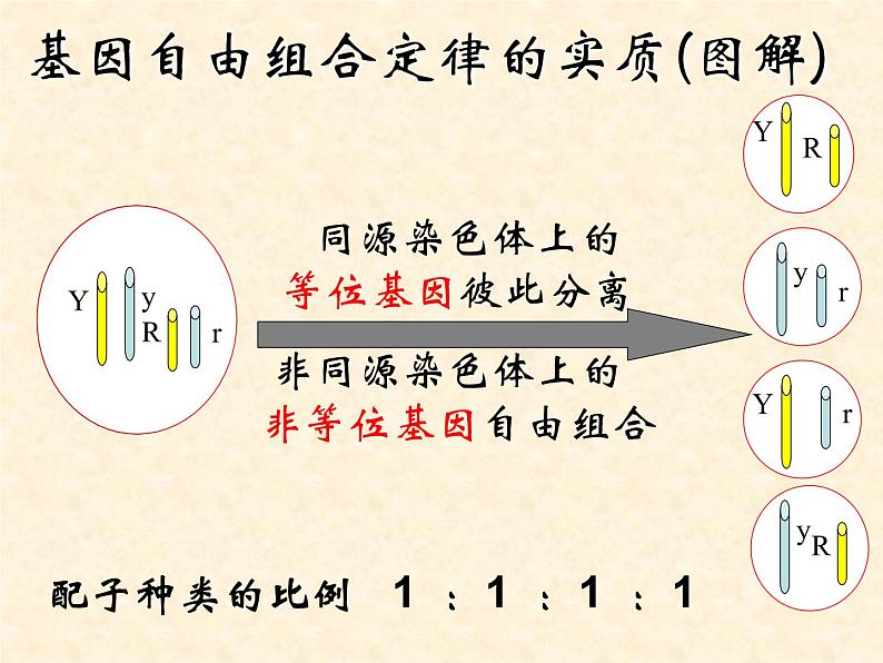 高中人教版生物必修2教学课件：1.2 孟德尔的豌豆杂交实验（二）208