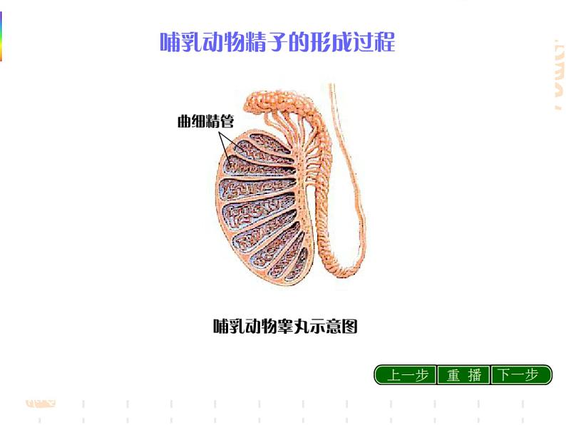 高中人教版生物必修2教学课件：2.1 减数分裂和受精作用203