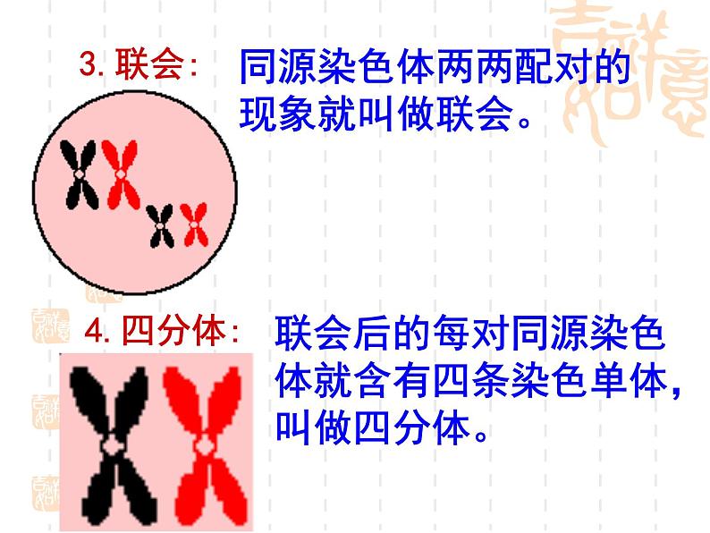 高中人教版生物必修2教学课件：2.1 减数分裂和受精作用205