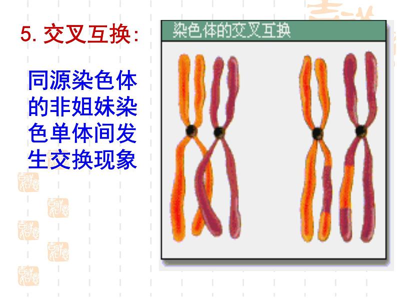 高中人教版生物必修2教学课件：2.1 减数分裂和受精作用207