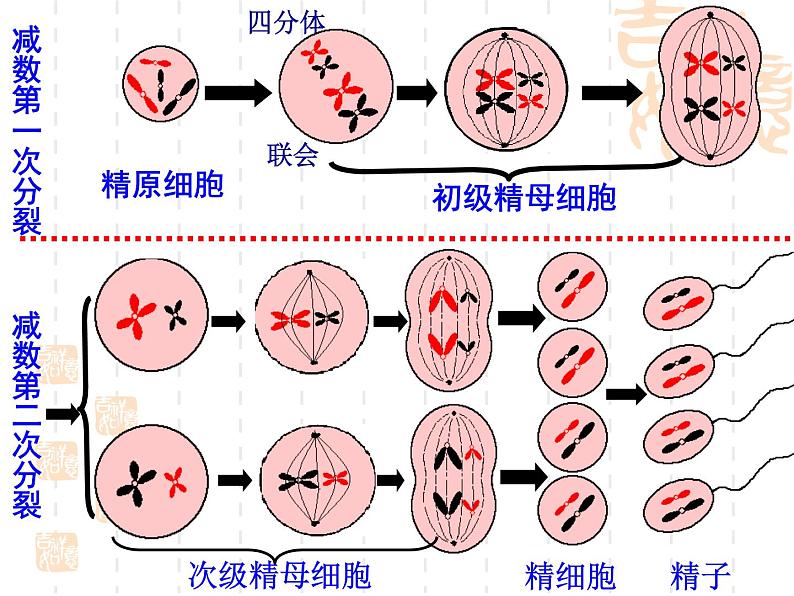 高中人教版生物必修2教学课件：2.1 减数分裂和受精作用208