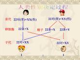 高中人教版生物必修2教学课件：2.3 伴性遗传2 Word版含答案